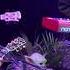 Aquarium Аквариум Палёное виски и толчёный мел Singe Whiskey And Powdered Chalk Live LA 12 06 23