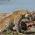 Leopard Between Crocodiles