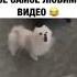 Музика собаки