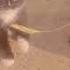 ты мой котик котик котик