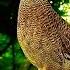 Quail Beautiful Voice Birds And Nature