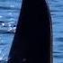 Puget Sound Express Whale Watching