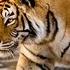 10 Famous Tigers In The World