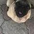 Люди в чёрном заберите свою собаку мопс Pug Dog