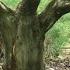 The Biggest Brazilian Raintree Bonsai In Indonesia