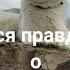 разгром и порядок собака ХАСКИ вся правда о породе Отзыв реального владельца 12