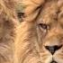 Meet Rock And Roar The Living Cousins Of The Extinct Barbary Lion