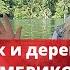 Джек и дерево Флумбрикос От автора ГРУФФАЛО Сказки на ночь Аудиосказки для детей Джулия Дональдсон