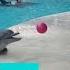 Adorable Toddler Plays Fetch With Playful Dolphin Country Living