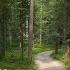 Beautiful Forest Walk In Black Forest Germany Calming Forest Sounds Relaxing Forest Video