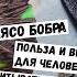 МЯСО БОБРА ПОЛЬЗА И ВРЕД ДЛЯ ЧЕЛОВЕКА И ЧТО НУЖНО УЧИТЫВАТЬ ПРИ ГОТОВКЕ EGORSHOW Охота Бобр