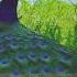 Peacock Sound Effects Shorts