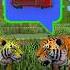 What Did The Two Tigers See In The Forest