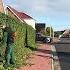 I Am FORMING Ivy On The FENCE While My Assistant Is TRAINING On A Coniferous Topiary