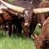 These Aren T Normal Cows Right Animalfacts Cattle Cows Weirdanimals Idaho Natureisawesome
