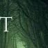 EERIE FOREST PATH Ambience And Music Dark Forest Ambience With Atmospheric Music Ambientmusic