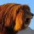 Big African Lion Roaring Very Loudly Nouman Hassan