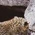 Two Tiny Leopard Cubs Came Out Of Their NestTo Play Island Female Leopard