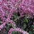 Весна Прекрасная природа Пение птиц Релакс Spring Very Beautiful Nature