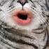 Cats Ты ты алкаш топ кошка я с тобой дружу