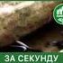 ЗА СЕКУНДУ ДО СМЕРТИ
