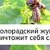 Колорадский жук уничтожит себя сам огород дача картофель колорадскийжук