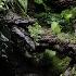 A Small Puddle In A Humid Jungle Dart Frog Paludarium