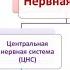 энергооперация Нервная система