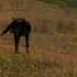 Return To Freedom Wild Horse Sanctuary