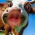 Funny Cow Animals Funnycow Comedy Viral Shorts Trending YouTube Shorts Trend Short Like