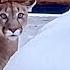 Puma Messi Has Been Swapped Fat Cougar Messi Hunts Gerda The Cheetah From The Ambush