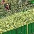 US Farmers Harvest 2 9 Billion Pounds Of Sweet Corn This Way Farming