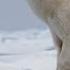 The Best Of Polar Bears BBC Earth