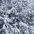 Зимние краски природы Winter Colors Of Nature