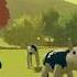 Polish Co Vs Beep Beep Ima Sheep