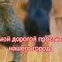 Анекдот про Умереть счастливым анекдоты котики юмор шутки мемы приколы счастье