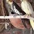 Cockatiel Parrot Breeding Pair Music Birds Parrot Bird Song Cockatiel