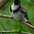 Red Whiskered Bulbul Sound Shorts