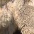 Shear Genius Angora Goats