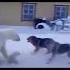 Polar Bear Sow With Small Cubs Vs Three Dogs