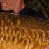 Pecky S Gigantica Social 2024 Part 1 Of 2 Extract