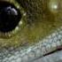 The Reptile Who Walked With Dinosaurs Narrated By Benedict Cumberbatch BBC Earth