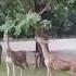 Nature Deer Money Help Trending Shorts Feed Shortsvideo Shorts Viral