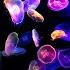 12 HRS Fall Asleep Relaxation Clockwise Moving Rainbow Monn Jellyfish With Ocean Sound