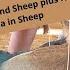 Graphic Content Horn Trimming In Goats And Sheep Plus How To Manage Dystocia In Small Ruminants