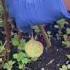 Shoker Bagan 2023 Gardening Harvesting Red Amaranth Plants