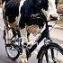 Respect Cow Is Cycling Shorts Respect