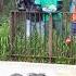 Hip Hip Hurra Dziś 18 Urodziny Hipcia Hugona Z Warszawskiego ZOO Warszawa Zoo Hippo