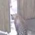 Shocking Moment Leopard Escapes Cage And Mauls Two Year Old