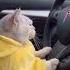 Cat Drive A Car Funny Video Shorts Shortvideo